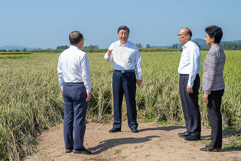 9月6日至8日，中共中央總書記、國(guó)家主席、中央軍委主席習(xí)近平在黑龍江考察。這是7日上午，習(xí)近平在遭受洪澇災(zāi)害的哈爾濱尚志市老街基鄉(xiāng)龍王廟村，察看水稻受災(zāi)情況。